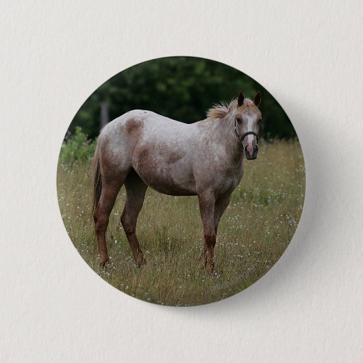 Appaloosa-Pferd stehend im Gras Button (Vorderseite)