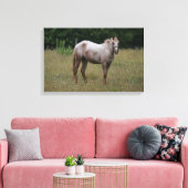 Appaloosa Pferd Stehend im Gras Leinwanddruck (Insitu (Wohnzimmer))