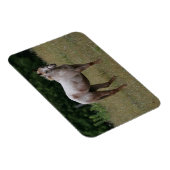 Appaloosa Pferd Stehend im Gras Magnet (Rechte Seite)