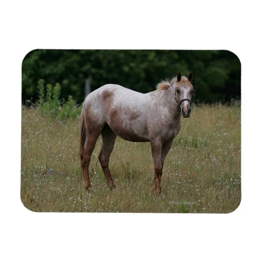 Appaloosa Pferd Stehend im Gras Magnet (Horizontal)