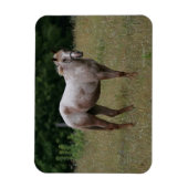 Appaloosa Pferd Stehend im Gras Magnet (Vertikal)