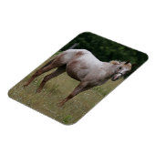 Appaloosa Pferd Stehend im Gras Magnet (Linke Seite)