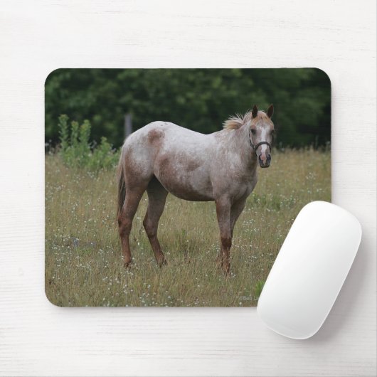 Appaloosa-Pferd stehend im Gras Mousepad (Mit Mouse)