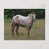 Appaloosa Pferd Stehend im Gras Postkarte (Vorderseite)