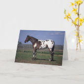Appaloosa-Pferd stehend Karte (Gelbe Blume)