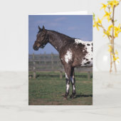 Appaloosa-Pferd stehend Karte (Gelbe Blume)