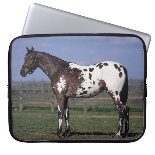 Appaloosa-Pferd stehend Laptopschutzhülle (Vorderseite)