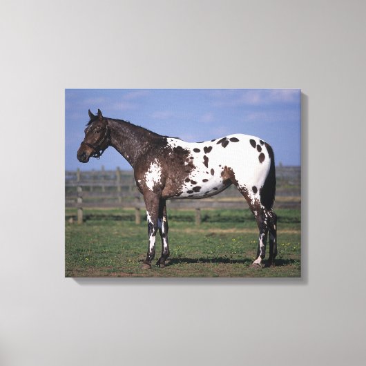 Appaloosa Pferd Stehend Leinwanddruck (Vorderseite)