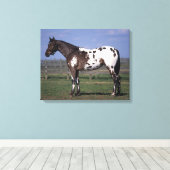 Appaloosa Pferd Stehend Leinwanddruck (Insitu (Holzboden))