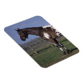 Appaloosa Pferd Stehend Magnet (Rechte Seite)
