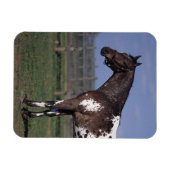 Appaloosa Pferd Stehend Magnet (Horizontal)
