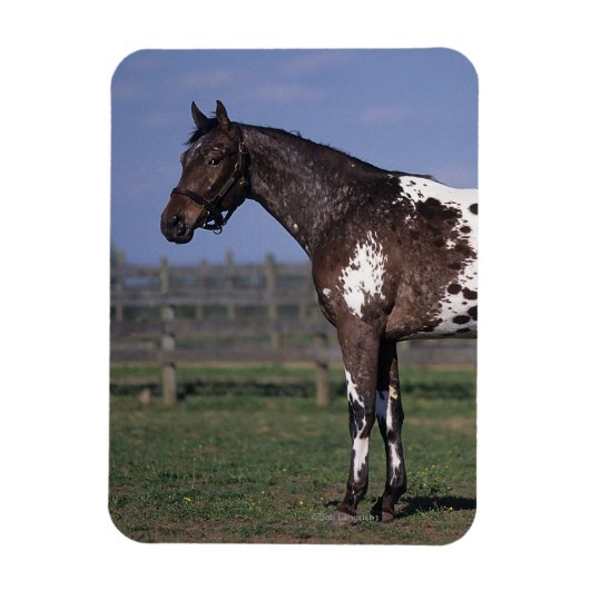 Appaloosa Pferd Stehend Magnet (Vertikal)