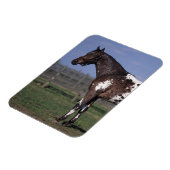 Appaloosa Pferd Stehend Magnet (Linke Seite)