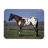 Appaloosa Pferd Stehend Magnet (Horizontal)