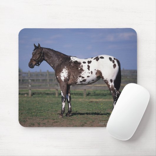 Appaloosa-Pferd stehend Mousepad (Mit Mouse)