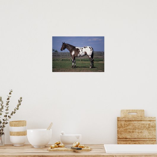 Appaloosa Pferd Stehend Poster (Küche)