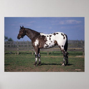 Appaloosa Pferd Stehend Poster