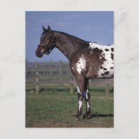 Appaloosa Pferd Stehend