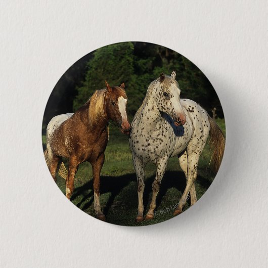 Appaloosa-Pferde Button (Vorderseite)