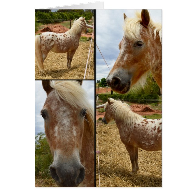 Appaloosa Pferde Foto Collage Gruß (Vorne)