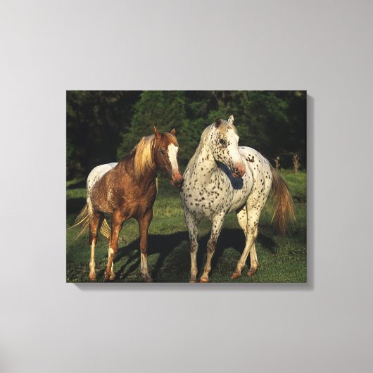 Appaloosa Pferde Leinwanddruck (Vorderseite)