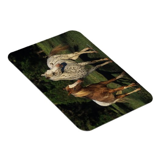 Appaloosa Pferde Magnet (Rechte Seite)