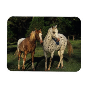 Appaloosa Pferde Magnet