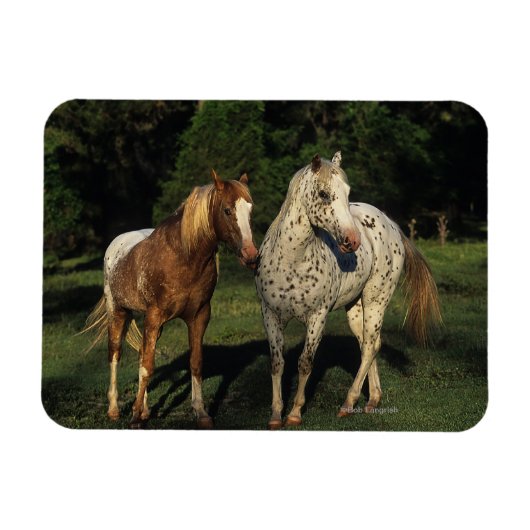 Appaloosa Pferde Magnet (Horizontal)