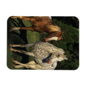 Appaloosa Pferde Magnet (Horizontal)