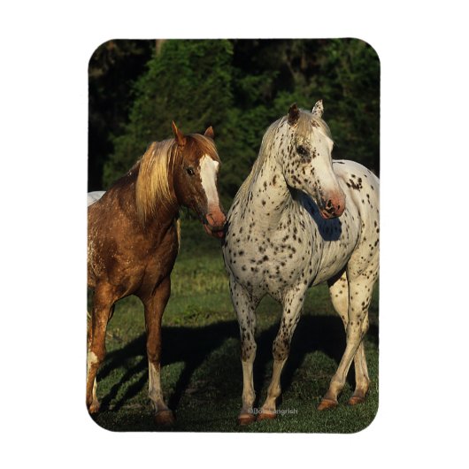 Appaloosa Pferde Magnet (Vertikal)