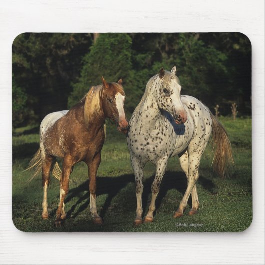 Appaloosa-Pferde Mousepad (Vorne)