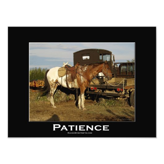 Appaloosa Pferde Pferde Pferde Pferde Foto (Vorne)