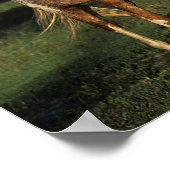 Appaloosa Pferde Poster (Ecke)