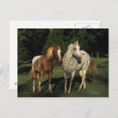 Appaloosa Pferde Postkarte (Vorne/Hinten)