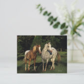 Appaloosa Pferde Postkarte (Stehend Vorderseite)