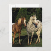 Appaloosa Pferde Postkarte (Vorne/Hinten)