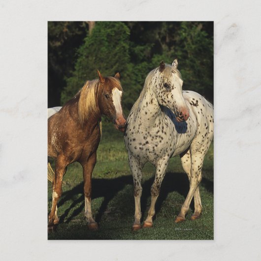 Appaloosa Pferde Postkarte (Vorderseite)