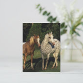 Appaloosa Pferde Postkarte (Stehend Vorderseite)