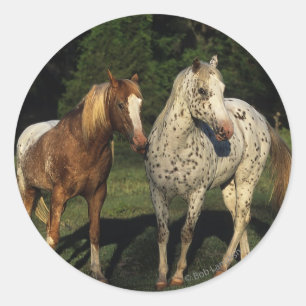 Appaloosa Pferde Runder Aufkleber
