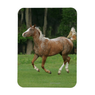 Appaloosa-Pferdebetrieb Magnet