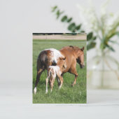 Appaloosa Pferdefohlen und Stute Postkarte (Stehend Vorderseite)