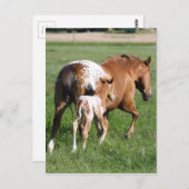 Appaloosa Pferdefohlen und Stute Postkarte (Vorne/Hinten)