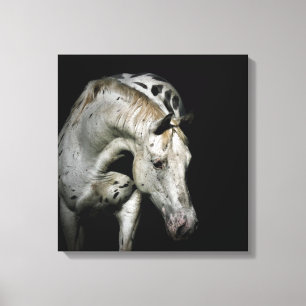 Appaloosa-PferdeFoto Leinwanddruck