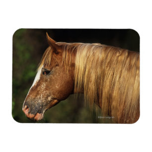 Appaloosa-PferdeHeadshot 1 Magnet