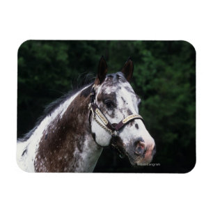 Appaloosa-PferdeHeadshot 2 Magnet