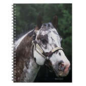 Appaloosa-PferdeHeadshot 2 Notizblock (Vorderseite)