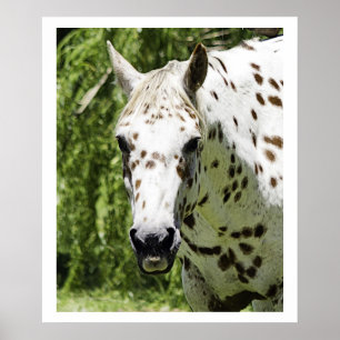 Appaloosa-Porträt, Pferdephotographie Poster