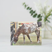 Appaloosa Postkarte (Stehend Vorderseite)