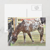 Appaloosa Postkarte (Vorne/Hinten)