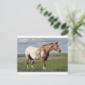 Appaloosa Postkarte (Stehend Vorderseite)